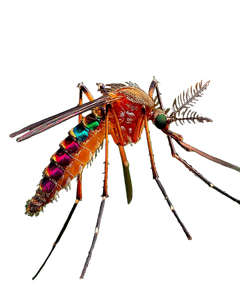 Iridescent Mosquito Perched Vinyl Car Decal Sticker – Waterproof & UV-Resistant 4.0"