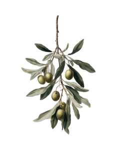 Olive Branch Illustration V4 Vinyl Car Decal Sticker – Waterproof & UV-Resistant 8.0"