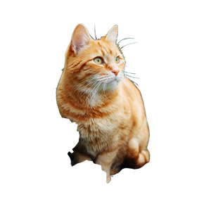 Orange Cat V22 Vinyl Car Decal Sticker – Waterproof & UV-Resistant 6.826666666666667"