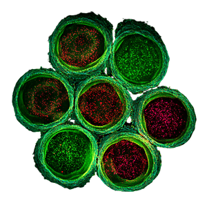 Progenitor Cells Image Vinyl Car Decal Sticker – Waterproof & UV-Resistant 6.826666666666667"