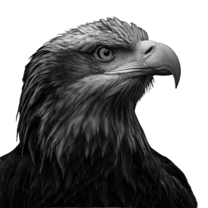 Eagle Head Profile Vinyl Car Decal Sticker – Waterproof & UV-Resistant 3.4133333333333336"