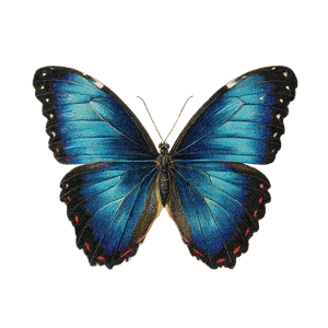 Blue Morpho Butterfly V18 Vinyl Car Decal Sticker – Waterproof & UV-Resistant 3.4133333333333336"
