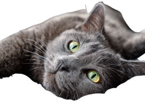 Happy Gray Cat V4 Vinyl Car Decal Sticker – Waterproof & UV-Resistant 6.1866666666666665" Happy Gray Cat V4 Vinyl Car Decal Sticker – Waterproof & UV-Resistant 6.1866666666666665"