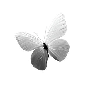 White Butterfly Silhouette V3 Vinyl Car Decal Sticker – Waterproof & UV-Resistant 3.4133333333333336"