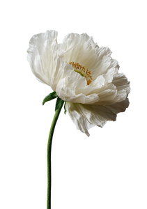 White Poppy Flower V4 Vinyl Car Decal Sticker – Waterproof & UV-Resistant 4.32"