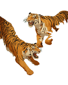 Fighting Tigers Art V2 Vinyl Car Decal Sticker – Waterproof & UV-Resistant 4.0"