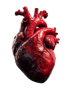 Anatomical Human Heart V3 Vinyl Car Decal Sticker – Waterproof & UV-Resistant 4.1066666666666665"