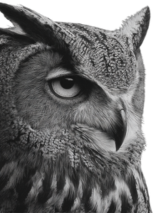 Charcoal Owl Drawing V2 Vinyl Car Decal Sticker – Waterproof & UV-Resistant 4.1066666666666665"