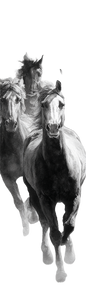 Running Horses V14 Vinyl Car Decal Sticker – Waterproof & UV-Resistant 13.4