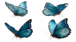 Blue Butterfly Study V3 Vinyl Car Decal Sticker – Waterproof & UV-Resistant 2.72"