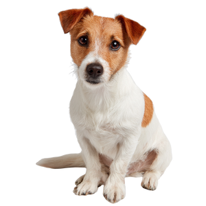 Jack Russell Terrier V5 Vinyl Car Decal Sticker – Waterproof & UV-Resistant 3.4133333333333336"