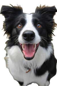 Happy Border Collie V16 Vinyl Car Decal Sticker – Waterproof & UV-Resistant 4.4