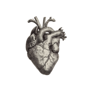 Human Heart Sketch V2 Vinyl Car Decal Sticker – Waterproof & UV-Resistant 3.4133333333333336"