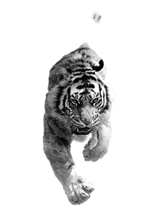 Angry Tiger Tattoo V18 Vinyl Car Decal Sticker – Waterproof & UV-Resistant 4.1066666666666665"