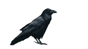 Black Raven V8 Vinyl Car Decal Sticker – Waterproof & UV-Resistant 2.72"