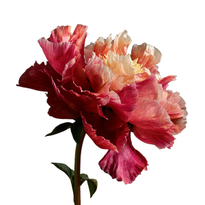 Peony Flower V10 Vinyl Car Decal Sticker – Waterproof & UV-Resistant 6.826666666666667"