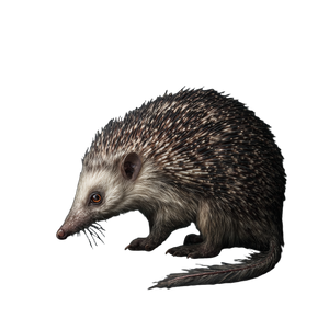 Feathered Whale Creature V3 Vinyl Car Decal Sticker – Waterproof & UV-Resistant 3.4133333333333336"