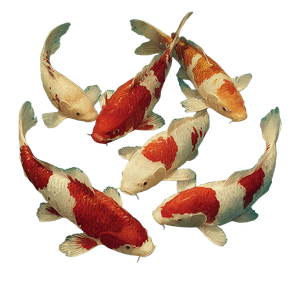 Koi Fish View V2 Vinyl Car Decal Sticker – Waterproof & UV-Resistant 3.4133333333333336"