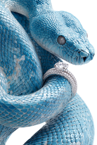 Blue Gucci Boa V2 Vinyl Car Decal Sticker – Waterproof & UV-Resistant 8.96"