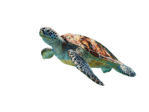 Underwater Turtle Painting V2 Vinyl Car Decal Sticker – Waterproof & UV-Resistant 3.0933333333333333"