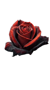 Black Rose V9 Vinyl Car Decal Sticker – Waterproof & UV-Resistant 9.706666666666667"