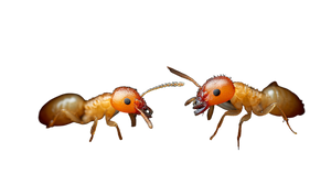 Termites And Ants Vinyl Car Decal Sticker – Waterproof & UV-Resistant 2.72"