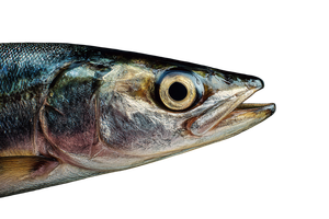 Elegant Herring Close-Up Vinyl Car Decal Sticker – Waterproof & UV-Resistant 2.986666666666667"