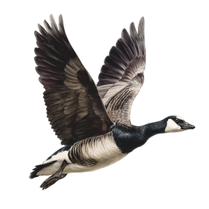 Flying Barnacle Goose Vinyl Car Decal Sticker – Waterproof & UV-Resistant 3.4133333333333336" Flying Barnacle Goose Vinyl Car Decal Sticker – Waterproof & UV-Resistant 3.4133333333333336"