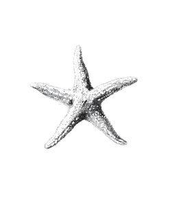 Minimal Ink Starfish Vinyl Car Decal Sticker – Waterproof & UV-Resistant 8.0"