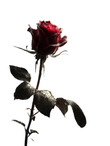 Budding Red Rose Vinyl Car Decal Sticker – Waterproof & UV-Resistant 8.213333333333333"