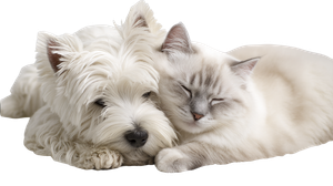 Pets Cuddling Intimately Vinyl Car Decal Sticker – Waterproof & UV-Resistant 2.72"