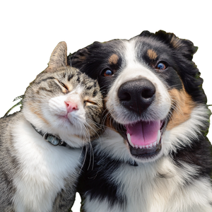 Cuddling Pets V2 Vinyl Car Decal Sticker – Waterproof & UV-Resistant 3.4133333333333336"