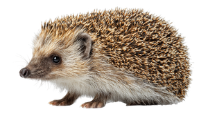Hedgehog Side View Vinyl Car Decal Sticker – Waterproof & UV-Resistant 5.4