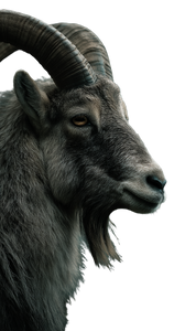 Mountain Goat Portrait Vinyl Car Decal Sticker – Waterproof & UV-Resistant 9.706666666666667"