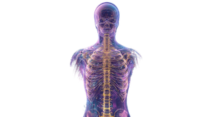 Transparent Golden Skeleton Vinyl Car Decal Sticker – Waterproof & UV-Resistant 2.72"