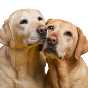 Nuzzling Labradors Vinyl Car Decal Sticker – Waterproof & UV-Resistant 6.826666666666667"