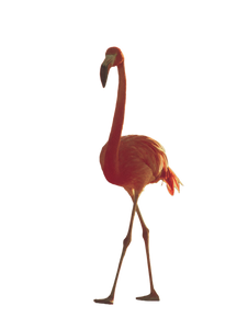 Flamingo Golden Walk Vinyl Car Decal Sticker – Waterproof & UV-Resistant 8.213333333333333"