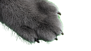 Grey Cat Paw Vinyl Car Decal Sticker – Waterproof & UV-Resistant 2.72"