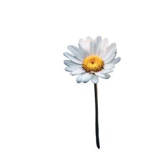 Pretty Daisy Flower Vinyl Car Decal Sticker – Waterproof & UV-Resistant 6.826666666666667"