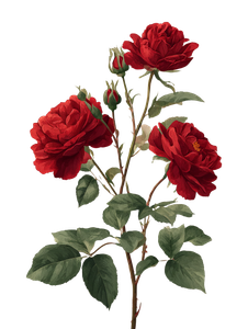 Vintage Botanical Roses Vinyl Car Decal Sticker – Waterproof & UV-Resistant 8.213333333333333"