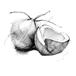 Sketch Of Coconuts Vinyl Car Decal Sticker – Waterproof & UV-Resistant 3.4133333333333336"