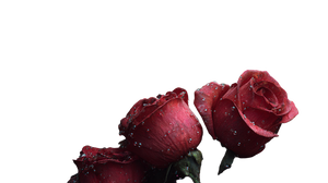 Dewy Medieval Roses Vinyl Car Decal Sticker – Waterproof & UV-Resistant 2.72"