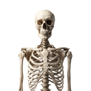 Human Skeleton Front Vinyl Car Decal Sticker – Waterproof & UV-Resistant 3.4133333333333336"