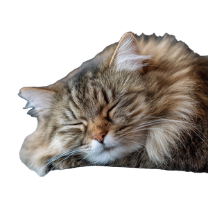 Sleeping Long-Haired Cat Vinyl Car Decal Sticker – Waterproof & UV-Resistant 3.4133333333333336"