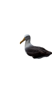 Wounded Albatross Struggle Vinyl Car Decal Sticker – Waterproof & UV-Resistant 4.8533333333333335"
