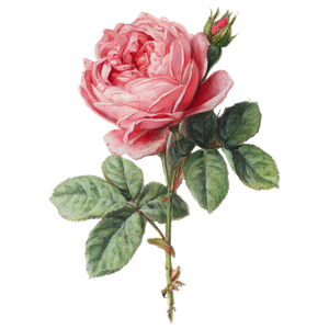 Pink Rose Receipt Vinyl Car Decal Sticker – Waterproof & UV-Resistant 3.4133333333333336"
