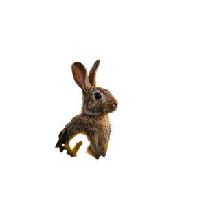 Rabbit In Rapeseed Vinyl Car Decal Sticker – Waterproof & UV-Resistant 3.4133333333333336"