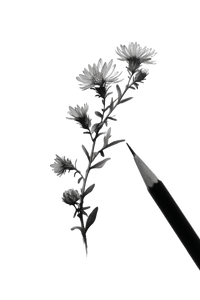Aster Branch Sketch Vinyl Car Decal Sticker – Waterproof & UV-Resistant 4.4