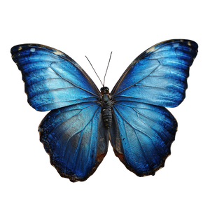 Blue Butterfly V22 Vinyl Car Decal Sticker – Waterproof & UV-Resistant 6.826666666666667"
