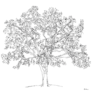 Minimalist Oak Tree V3 Vinyl Car Decal Sticker – Waterproof & UV-Resistant 6.826666666666667"